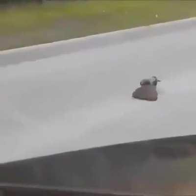 A bird hurrying a hedgehog along the road because it's dangerous