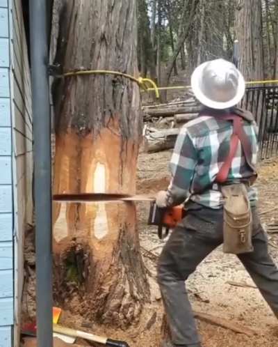 He cut the tree in a way so that it would go through the fence gap. Skillz.