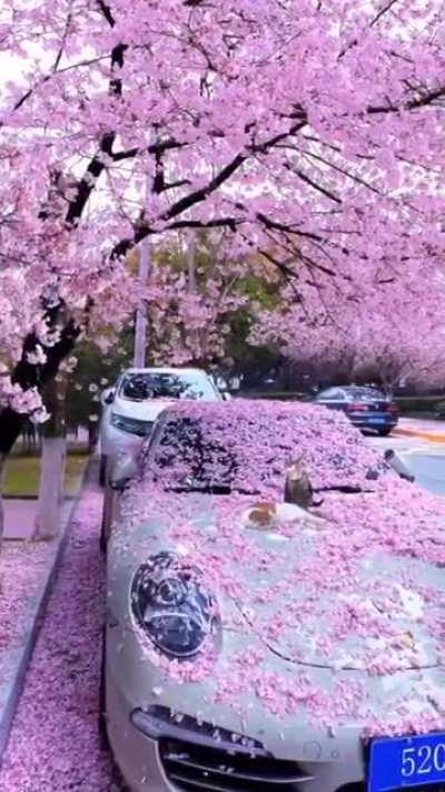 Cherry blossoms with cats