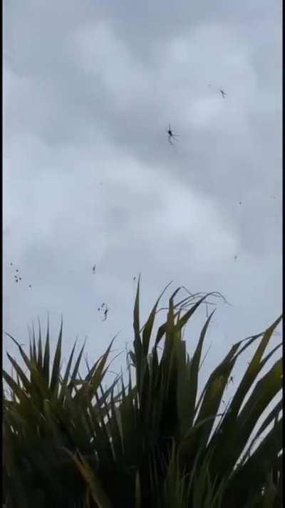 Apparently you have flying spiders in Australia.