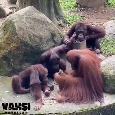 This video filmed in a zoo shows an orangutan monkey who appears to be teaching toolmaking to other primates