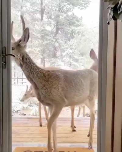 🔥 Gorgeous Deer wanted to invite themselves in to say Christmas Came Early This Year