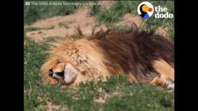 Lions spend 16-20 hours a day just sleeping. You can sometimes hear them snore.