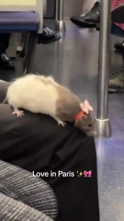 Rat Empire public transit