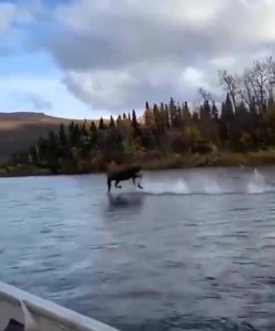 🔥Bull moose hitting high speeds on the water in Canada