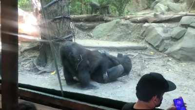 Gorillas shock onlookers with oral sex show at Bronx Zoo