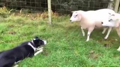 Shepherd dog's focus and resilience.