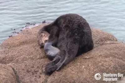 A wild sea otter gives birth at the Great Tide Pool of Monterey Bay Aquarium in California. You’ll notice that mom starts grooming her pup right away to help it stay warm and buoyant—a well-groomed sea otter pup is so buoyant it’s practically unsinkable!