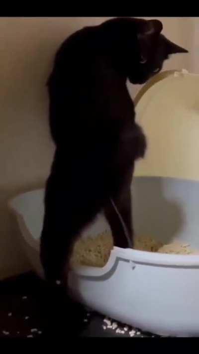 This cat pees like a human