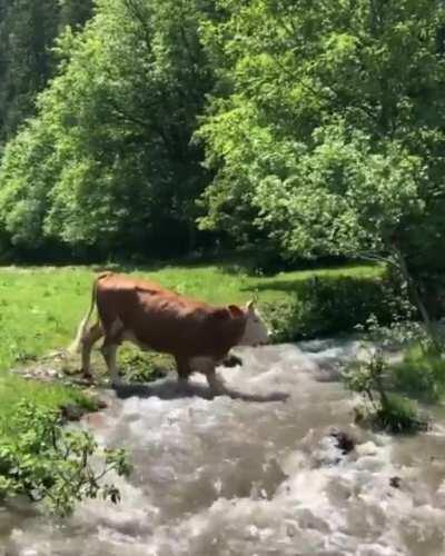 Happy cow enjoying nature