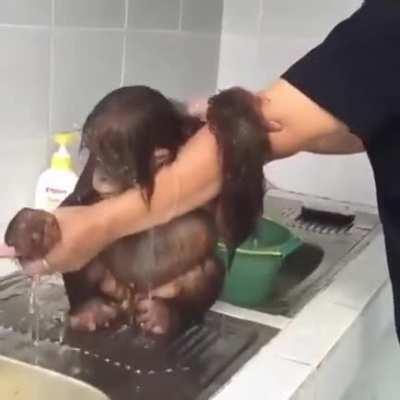 This adorable baby orangutan enjoying a bath