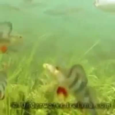 haha fish swim quickly