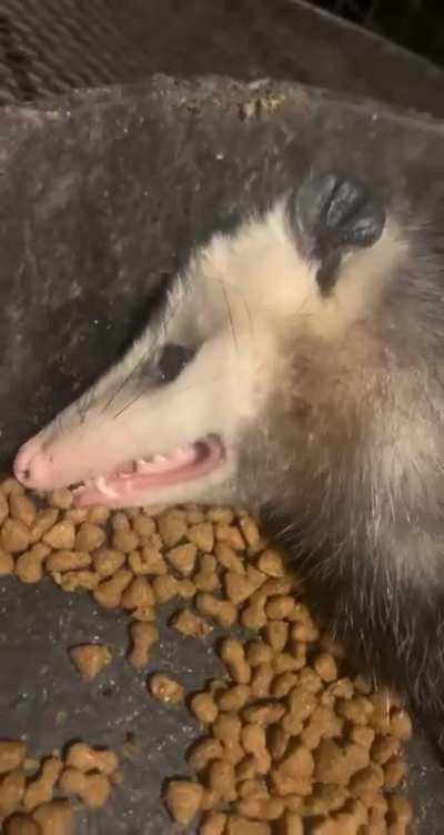 Dramatic opossum plays dead in the dinner bowl