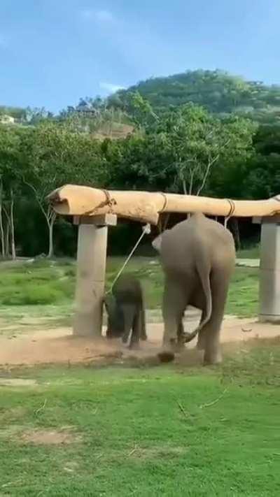 Mother Elephant to the rescue !!