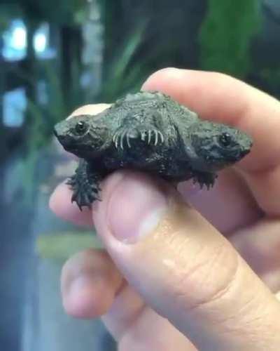 🔥 Two-headed Turtle 🐢🐢