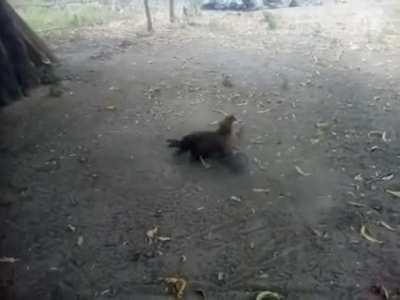 Rooster attacks and kills Hawk that was trying to grab a Hen