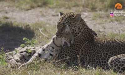 It's a cat eat cat world, female leopard hunts and kills an unlucky serval