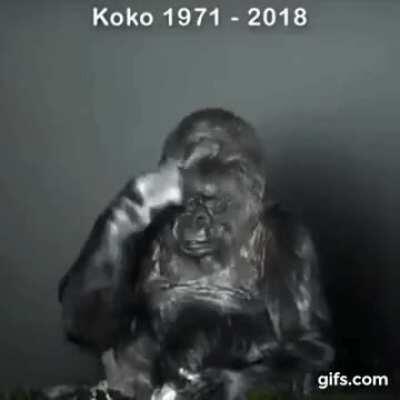 Koko the Gorilla's last message to humanity