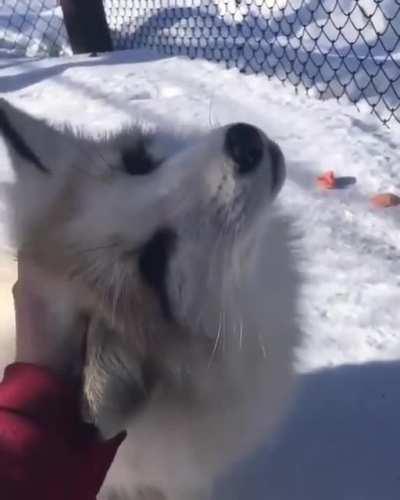 Fluffy Marble Fox