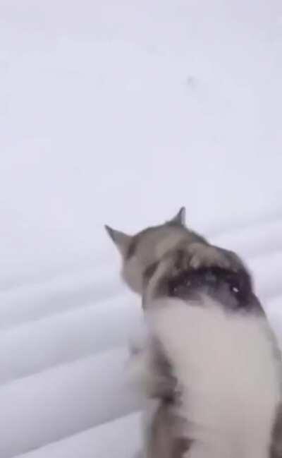 Blind dog in snow for the first time