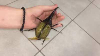 Hercules beetle flying, the largest known beetle species, it can lift up to 100 times its body mass