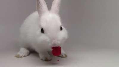 Bunny eats a raspberry with cute smacking noises