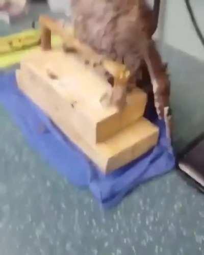 Owl getting his head scratched