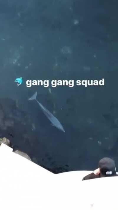 DOLPHIN GANG