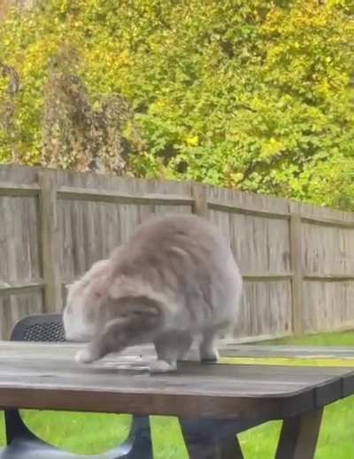 Neighbor cat gets confused with a leaf stuck to his tail. 