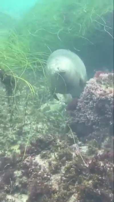 How a seal sleeps