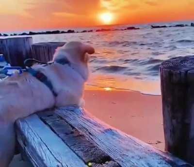 The sunset, the waves, the pup. So relaxing