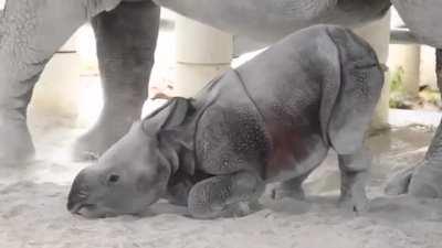 A baby tank puppy was born at the Miami Zoo.