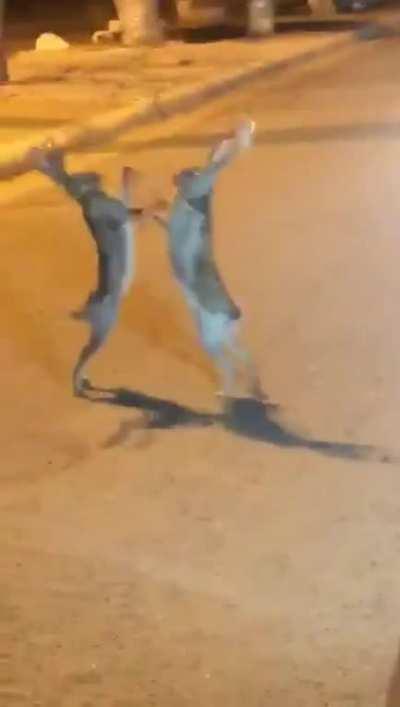 Street Fighting Rabbits