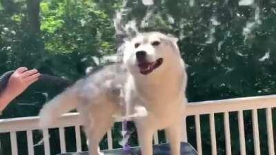 Siberian Husky Gets Ready for Summer