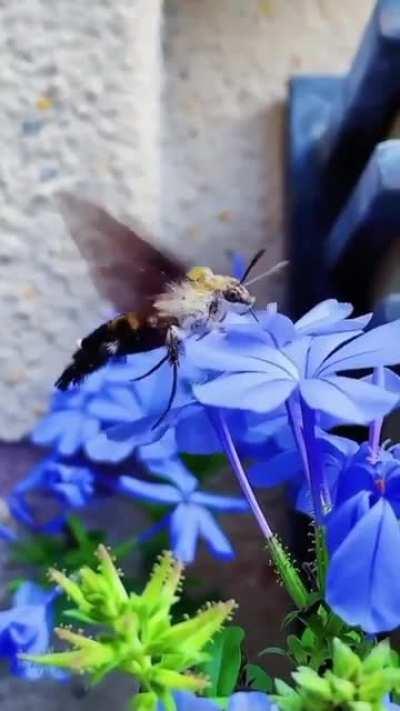 🔥 Hummingbird Moth 🔥