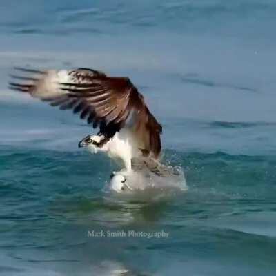 Osprey dives for a fish