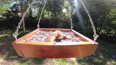 Baby Bird Sunning in the Seed