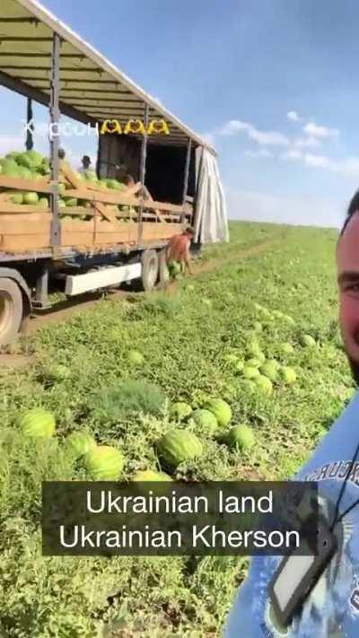 Ukrainians are harvesting juicy watermelons in Kherson. Two years ago, this seemed almost impossible, and now for the second year in a row, people have been able to enjoy them. Everything will be Ukraine