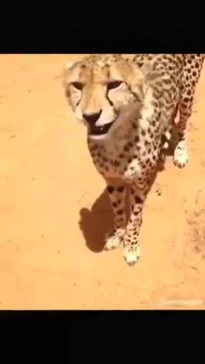 What a Cheetah sounds like