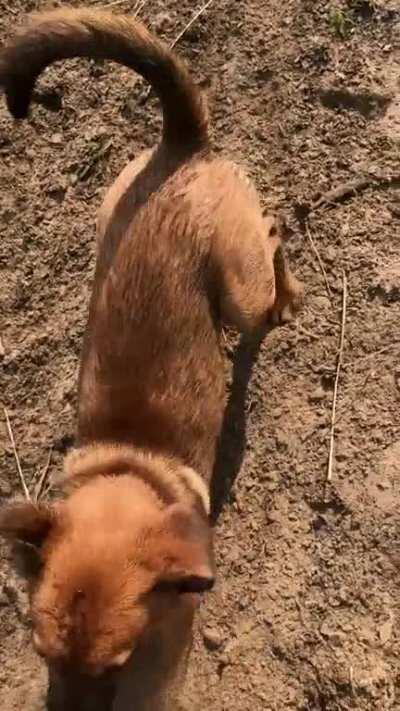 Heidi playing in the dirt!