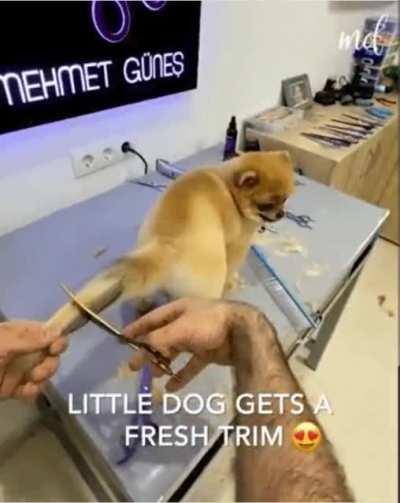 SiCk FuCk Is CuTtInG oFf PoOr DoGgO tAiL jUsT bEcAuSe