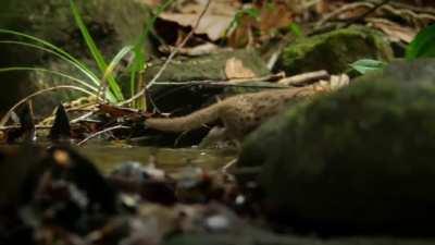 The World's Smallest Cat - Rusty-spotted cat