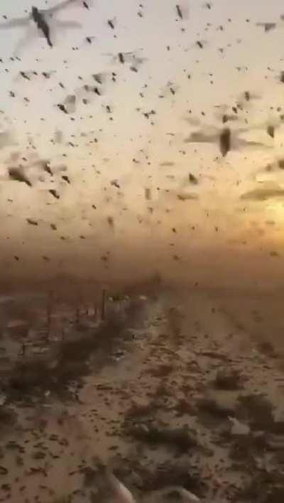 Locusts plague in saudi arabia- 24000 km2