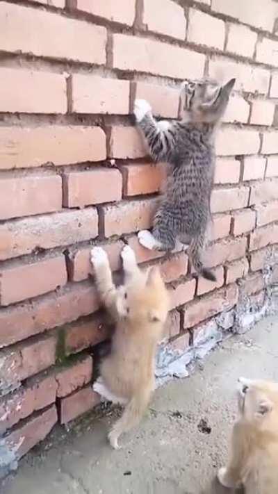 Kittens scaling a wall