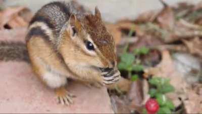 Chipmunk devours cicada!