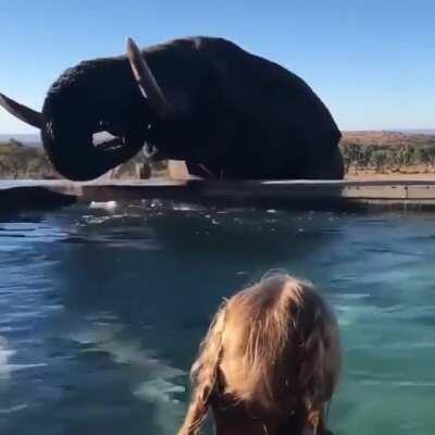 A massive African elephant casually stopping by to get a drink from a pool