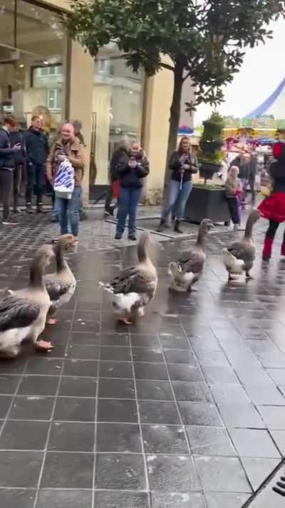 My musical duck people need me