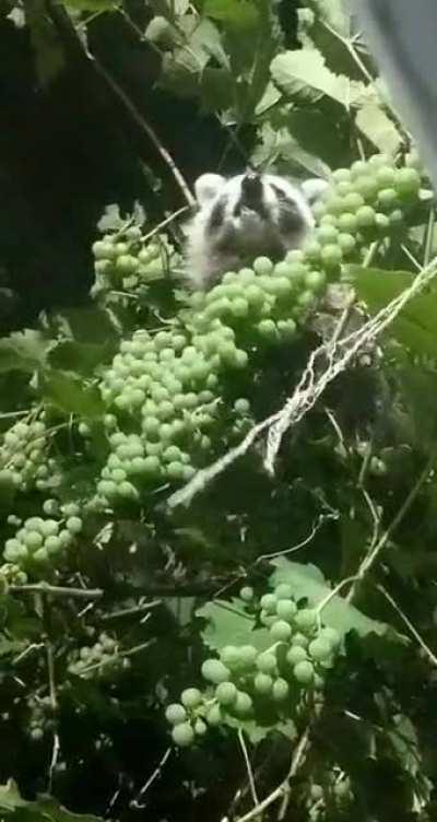 Centretown racoon enjoying some grapes at 1am