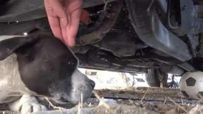 How this man rescues a dog by gaining her trust