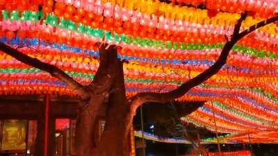 Lanterns lit prior to Buddha's birthday, Seoul